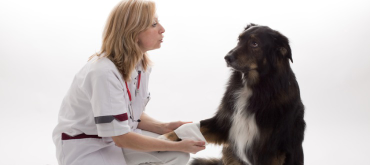 study veterinary medicine